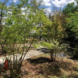 庭と雑草のこと