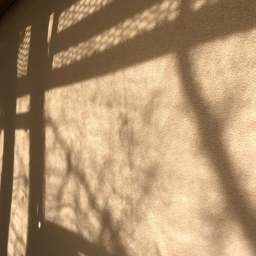 ヤマボウシの家